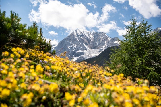 Blumenwiese im Berggebiet: Bienenvölker erfüllen eine wichtige Aufgabe in der Natur und für die Landwirtschaft. (Foto: IDM Südtirol-Alto Adige/Helmuth Rier)