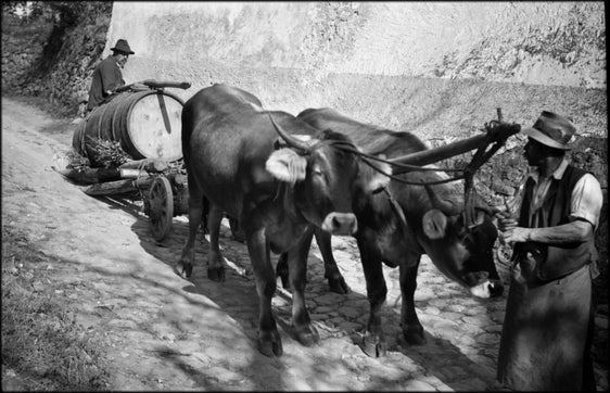 Weinfuhre im Sand, Bozen, aufgenommen am 10. Oktober 1934 von Hugo Atzwanger, dessen Fotobestand vom Südtiroler Landesmuseum für Volkskunde verwaltet wird und im Katalog der Kulturgüter in Südtirol online durchsucht werden kann. (Foto: Hugo Atzwanger/Volkskundemuseum Dietenheim)