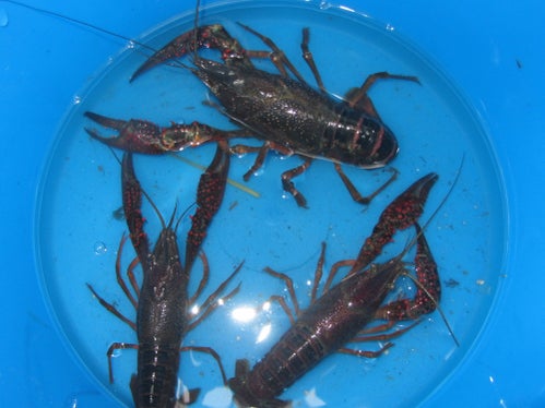 La popolazione del gambero di fiume italiano è gravemente minacciata dalla comparsa del vorace e resistente gambero rosso della Louisiana (Foto: ASP/Stazione forestale di Caldaro)