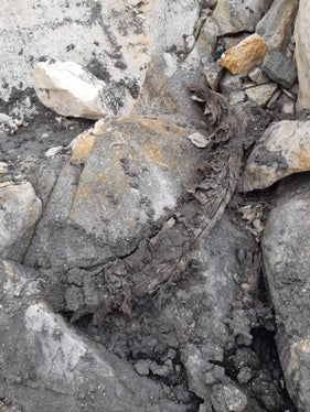 Sull'altopiano sommitale di Cima Fiammante sono stati trovati i resti ben conservati di una quindicina di stambecchi (Foto: ASP/Stazione forestale di San Leonardo in Passiria)