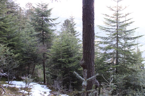 In wenigen Wäldern des Eisacktales wächst die Tanne so erfolgreich wie hier im Pfundererberg in Villanders. (Foto: LPA/Forstbetrieb in der Agentur Landesdomäne/Andreas Agreiter)