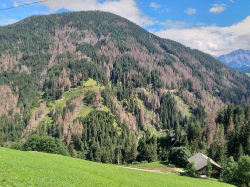 Ganze 5.400 Hektar des Südtiroler Waldes sind vom Borkenkäfer befallen. Eine Zusammenarbeit zwischen Forstbehörde und Waldbesitzern ist für die Bekämpfung unabdingbar. (Foto: LPA/Marco Pierogiovanna) 