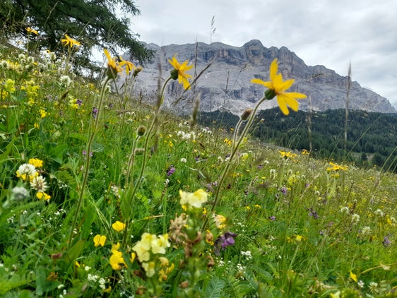 Das Land Südtirol fördert dem lokalen Klima und Boden angepasste Saatgutmischungen. Sie sollen zum Erhalt der Wiesenartenvielfalt beitragen. (Foto: LocalFloraSeed)