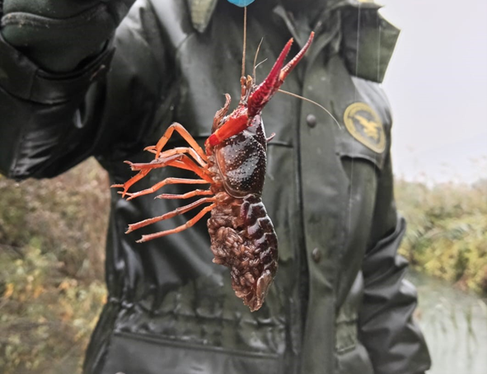 Der Rote Amerikanische Sumpfkrebs kann eine Länge von bis zu 15 Zentimetern erreichen. Er ist leicht von anderen Krebsarten zu unterscheiden. Sichtungen sollten dem Amt für Wildtiermanagement gemeldet werden - die invasive Art droht, einheimische Arten zu verdrängen. (Foto: LPA/Forststation Kaltern)