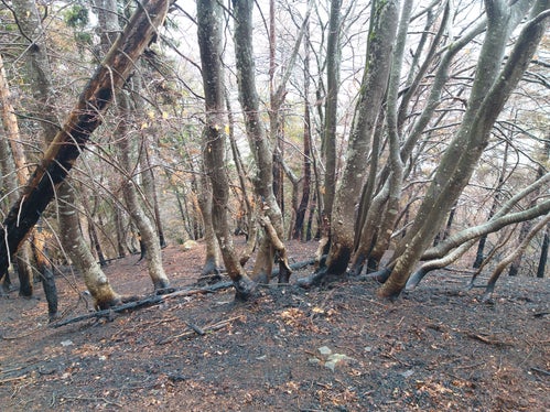 Das Landesamt für Forstplanung wird die Entwicklung der Brandfläche nach dem Großbrand am Marlinger Berg überwachen. (Foto: LPA/Landesamt für Forstplanung)