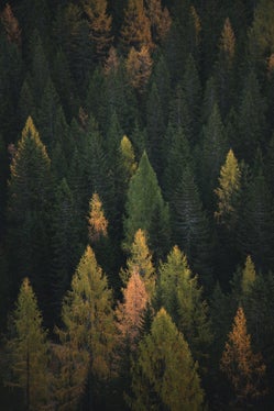 I boschi hanno un valore inestimabile quali argine al cambiamento climatico (Foto: unsplash/Federico Bottos)