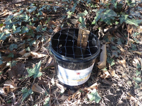 Un'ovitrappola contenente dell’acqua e una bacchetta di masonite, utilizzato per il monitoraggio della diffusione della zanzara tigre in Alto Adige (Foto: Agenzia provinciale per l’ambiente e la tutela del clima) 