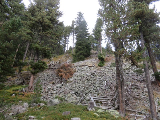 Circa la metà del territorio altoatesino è ricoperta da foreste, ma il cambiamento climatico ha causato svariati danni. La tematica del benessere del bosco verrà affrontata in una conferenza stampa (Foto: ASP/Ufficio pianificazione forestale) 