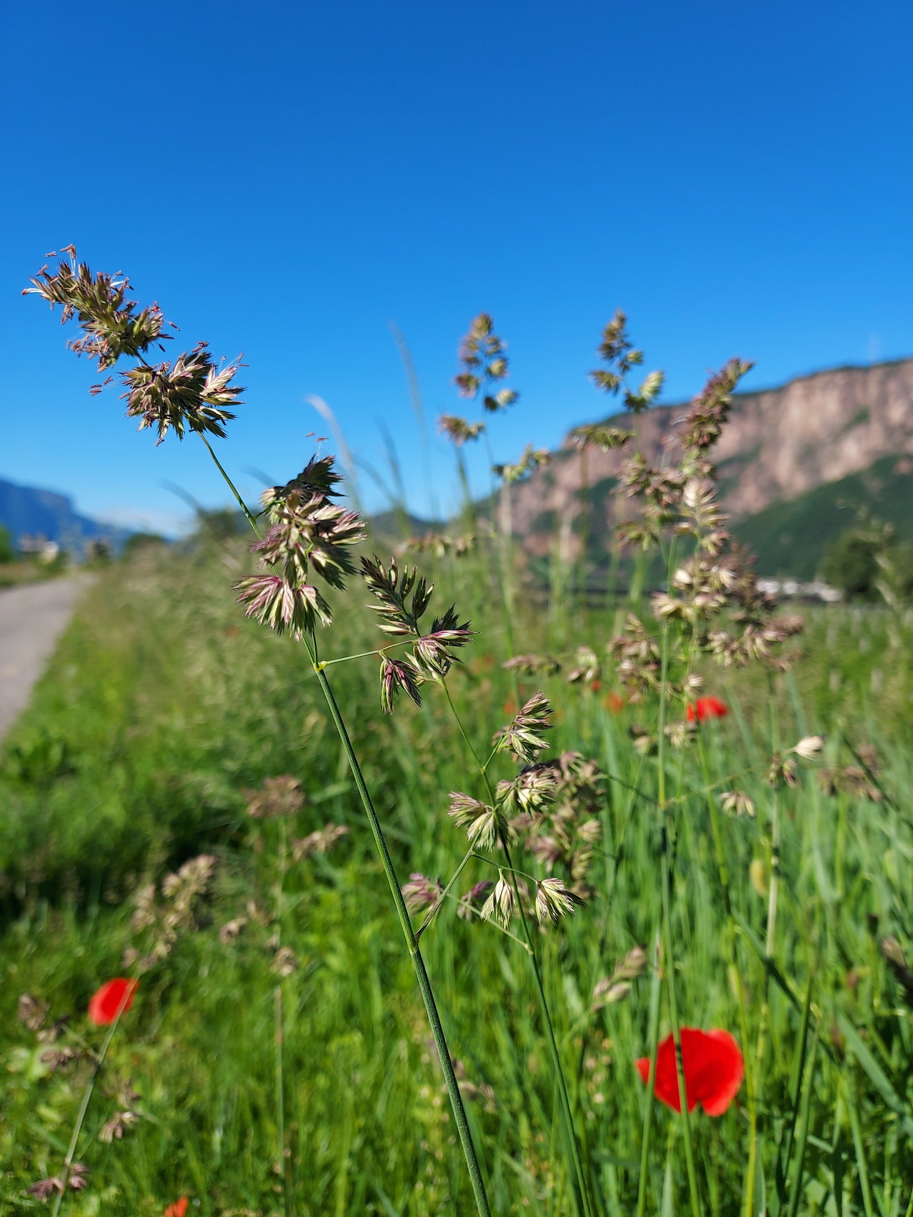 Le graminacee hanno fiori poco appariscenti, ma rilasciano enormi quantità di granuli di polline. Le piante anemofile, come le graminacee, causano le allergie ai pollini. (Foto: USP/Agenzia per l'ambiente e la tutela del clima)