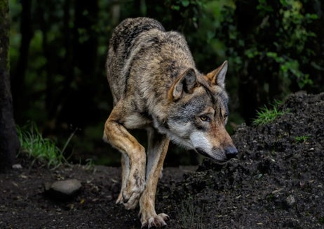 Weniger Schutz für den Wolf – dafür wurde nun in Brüssel der Weg geebnet. Landeshauptmann Arno Kompatscher und Landwirtschaftslandesrat Luis Walcher begrüßen diese Marschrichtung. (Foto: Pixabay - Das Foto darf nur im Zusammenhang mit dieser Aussendung verwendet werden)