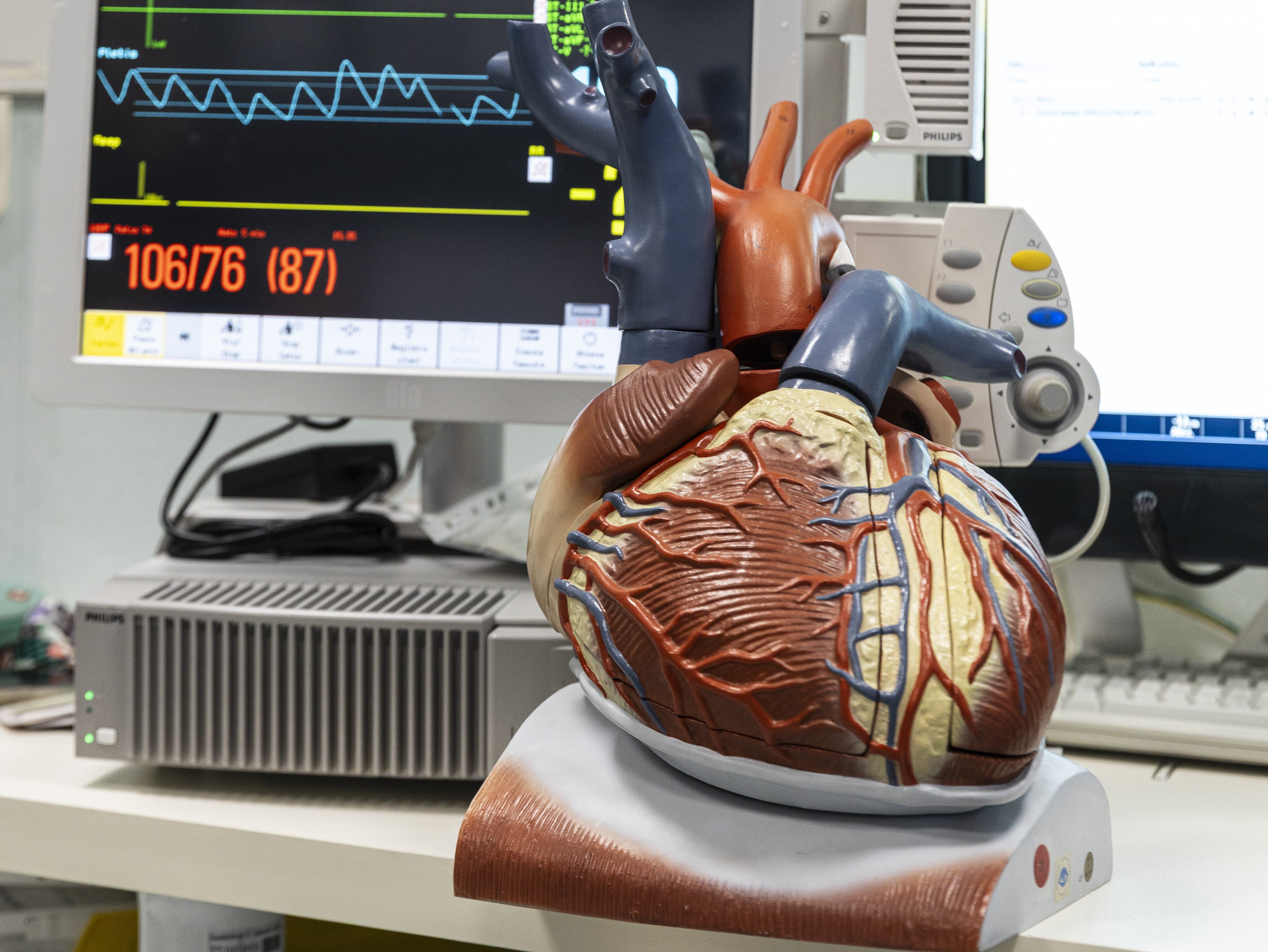 In occasione della Giornata mondiale del cuore, il 29 settembre, il Dipartimento Prevenzione sanitaria e Salute ricorda quanto sia importante il cuore (nella foto, un modello) per la salute e quanto si possa fare per mantenerlo in salute grazie a uno stile di vita sano e a misure preventive mirate. (Foto: USP/Tiberio Sorvillo)