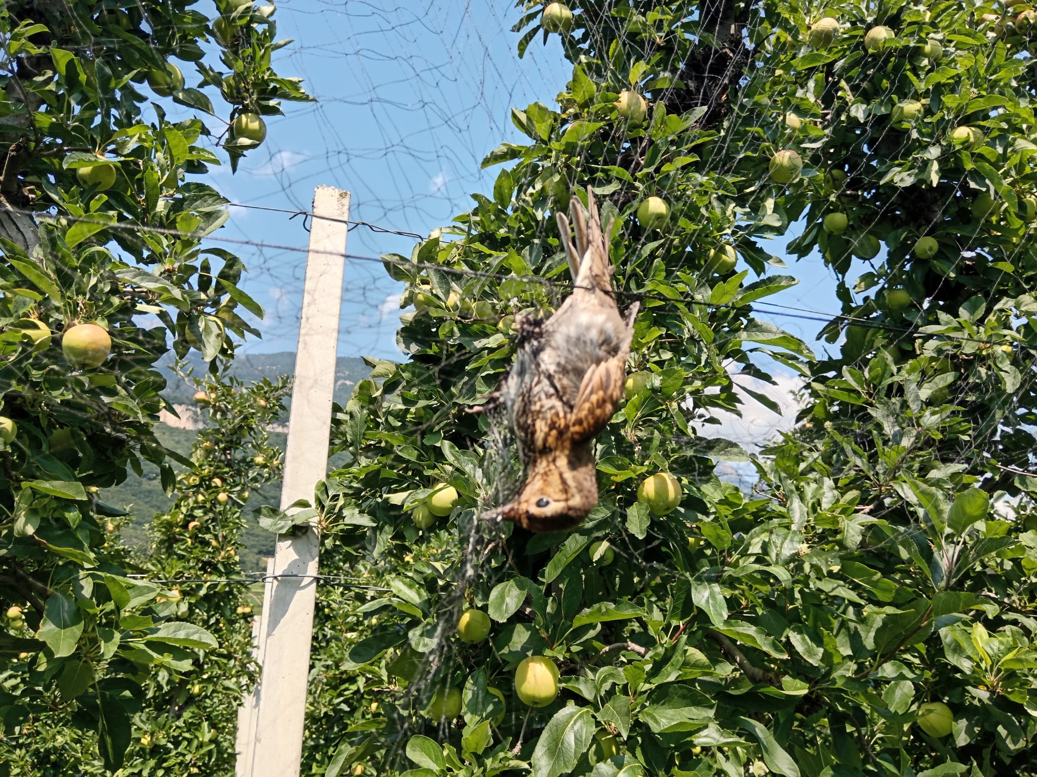 Grausames Ende durch illegale Jagdpraktiken: Diese Jungdrossel ist in den Fangnetzen von Vogeljägern verendet. (Foto: LPA/Forststation Kaltern)