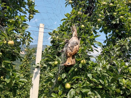 Grausames Ende durch illegale Jagdpraktiken: Diese Jungdrossel ist in den Fangnetzen von Vogeljägern verendet. (Foto: LPA/Forststation Kaltern)