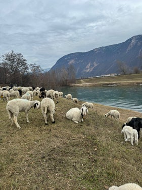 Die Schafherde ist von Salurn gestartet und bewegt sich auf der Uferböschung der Etsch grasend flussaufwärts. (Foto: LPA/Landesamt für Wildbach- und Lawinenverbauung Süd)
