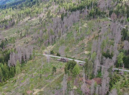 Bäume für die Zukunft: Die Maturaklassen haben hier mit ihrer Baumpflanzaktion ein nachhaltiges Zeichen gesetzt: Im Bild borkenkäfergeschädigte Wälder in der Zone Amaten mit vielen Kahlflächen. Das Wasserrückhaltevermögen des Waldes ist dadurch reduziert und eine schnelle Wiederbewaldung erstrebenswert, um die Schutzfunktionen des Waldes wiederherzustellen. (Foto: LPA/Forststation Bruneck)