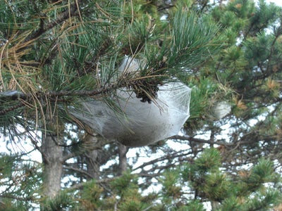 A partire dal 26 settembre inizierà in Val Venosta un controllo di più giorni della processionaria. Un preparato biologico sarà distribuito con un elicottero (Foto: ASP/Ispettorato forestale di Silandro)
