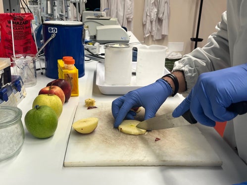 Die Ergebnisse der Studie wurden bereits im Bayerischen Rundfunk und in der Fachzeitschrift Natur & Heilen vorgestellt und werden demnächst im Wissensmagazin nano auf ZDF und 3sat präsentiert. (Foto: Laimburg Research Centre)