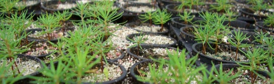 Forstarbeiterinnen und Forstarbeiter können bis zu 180 Tage im Jahr für die Abteilung Forstdienst, die Domäne oder Gemeinden arbeiten. Zu ihren Aufgaben gehören beispielsweise Aufgaben in den Landesforstgärten. (Foto: LPA/Abteilung Forstdienst)