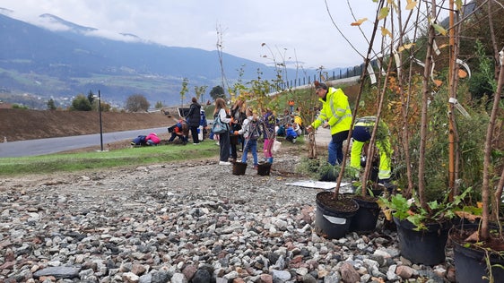Baumfest bei der Umfahrung in Vahrn: Rund 60 Grundschulkinder haben jeweils ein bis zwei Wollige Schneebälle gepflanzt. (Foto: LPA/Florian Knollseisen)