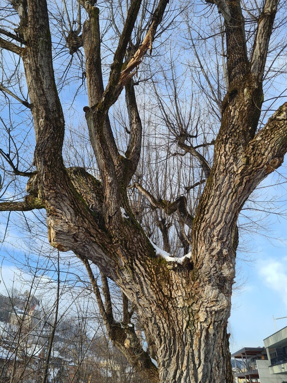 Gli interventi prevedono la rimozione degli alberi più grandi, mentre verrà mantenuta la vegetazione lungo le sponde del fiume. (Foto: ASP/Ufficio sistemazione Bacini montani Nord)
