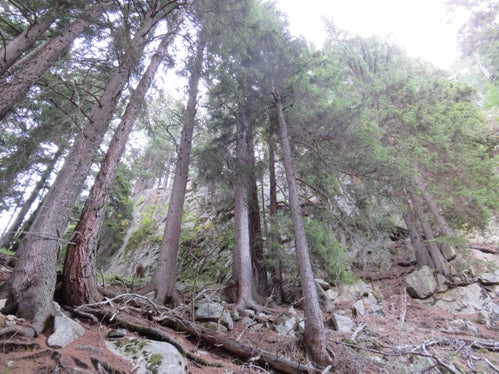 Forstwirtschaft Schutzwaldpflege wird gefördert Alle News News