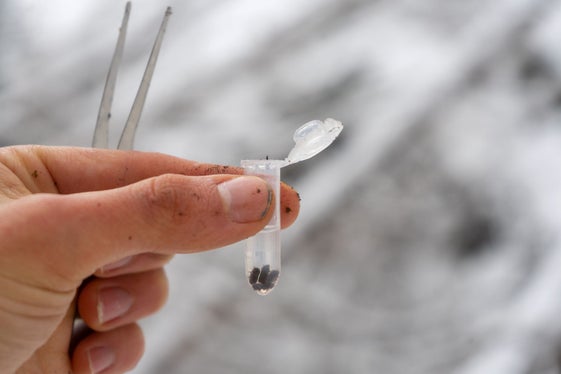 L'Alto Adige combatte, a tutti i livelli, l'infestazione da bostrico. Uni BZ ed Eurac Research hanno presentato un progetto di ricerca che la Provincia finanzierà con 300.000 euro fino al 2025 (Foto: Lucas Leander Geiger)