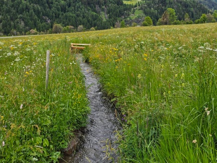 Quali sono le sfide e i vantaggi dell'irrigazione tradizionale? Queste e altre domande sono state al centro dell'escursione sulla Muta di Malles del 3 giugno, dedicata alle pratiche agricole e alle specie di uccelli che nidificano nei prati. (Foto: Heimatpflegeverband Südtirol)