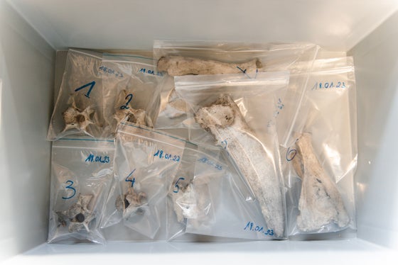 56 Säckchen mit Fundstücken werden in nächster Zeit in Speziallabors für weitere Untersuchungen gebracht. (Foto: LPA/Claudia Corrent)