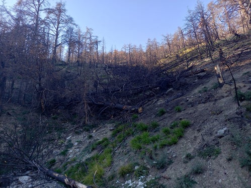Quer zum Hang gefällte Bäume dienen als Schutz vor Wildverbiss, bieten aber auch Schatten vor der starken Sonneneinstrahlung am Südhang. (Foto: LPA/Forstinspektorat Schlanders)