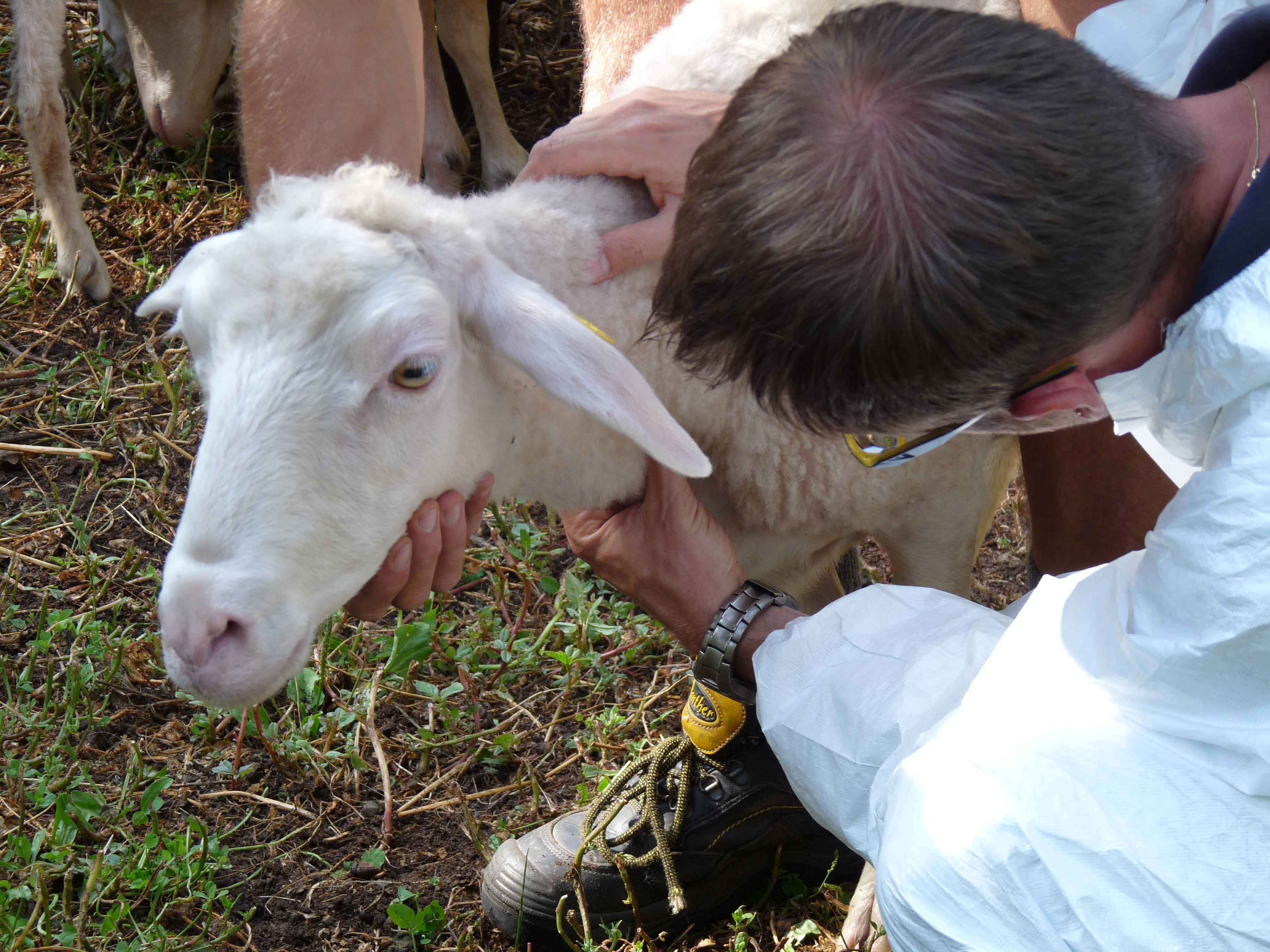 Il Servizio veterinario provinciale si occupa della salute degli animali. (Foto: ASP/Dipartimento agricoltura)