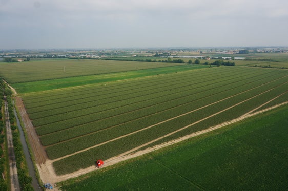 Im Jahr 2024 betrug die Fläche der Schnittgärten, wo das Vermehrungsmaterial produziert wird, in Venetien 150 Hektar mit 15 Millionen Apfel-Jungbäumen, damit ist Südtirol der größte Produzent an Apfelbäumen auf europäischer Ebene. (Foto: LPA/Landespflanzenschutzdienst/Landesabteilung Landwirtschaft)