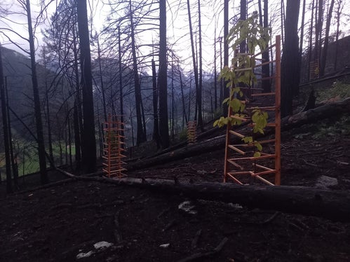 Gli alberi rimboschiti devono essere protetti dalla selvaggina con protezioni elaborate: nella foto protezioni ecologicamente degradabili per singoli alberi in legno nativo. (Foto: USP/Ispettorato forestale Silandro)