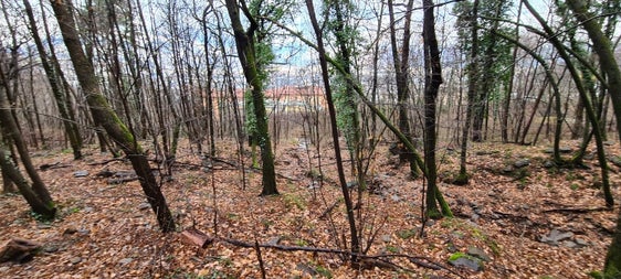 In questa zona boschiva sopra il quartiere di Aslago a Bolzano, l'Ufficio Sistemazione bacini montani sta realizzando una briglia di trattenuta per aumentare la protezione contro le piene. (Foto: USP/Ufficio Sistemazione bacini montani Sud dell'Agenzia per la Protezione civile)
