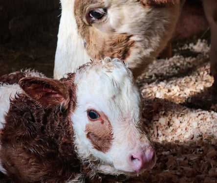 Der Landestierärztliche Dienst wacht über Tiergesundheit und Tierwohl und trägt dazu bei, Krankheiten vorzubeugen, die Tiere oder Menschen gefährden können. (Foto: Pexels. Das Foto darf nur in Zusammenhang mit dieser Pressemitteilung verwendet werden.)