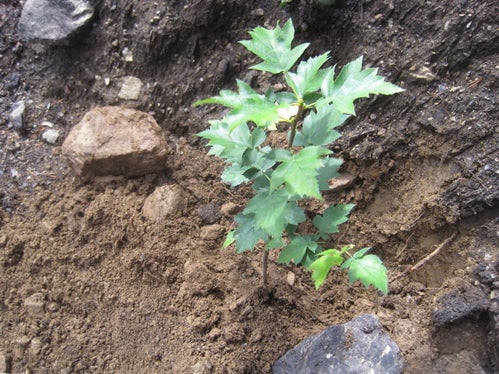 Nel corso dei lavori di rimboschimento dopo l'incendio boschivo a Laces è stato piantato anche questo sorbo selvatico. (Foto: USP/Ispettorato forestale di Silandro)