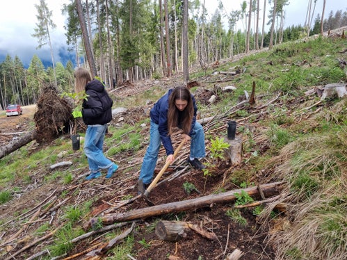 Alberi per il futuro: studentesse dell'ultimo anno delle scuole superiori piantano castagni, una specie arborea mista adatta al clima, per rafforzare la resilienza dei boschi ai cambiamenti climatici. (Foto: USP/Stazione forestale di Brunico)