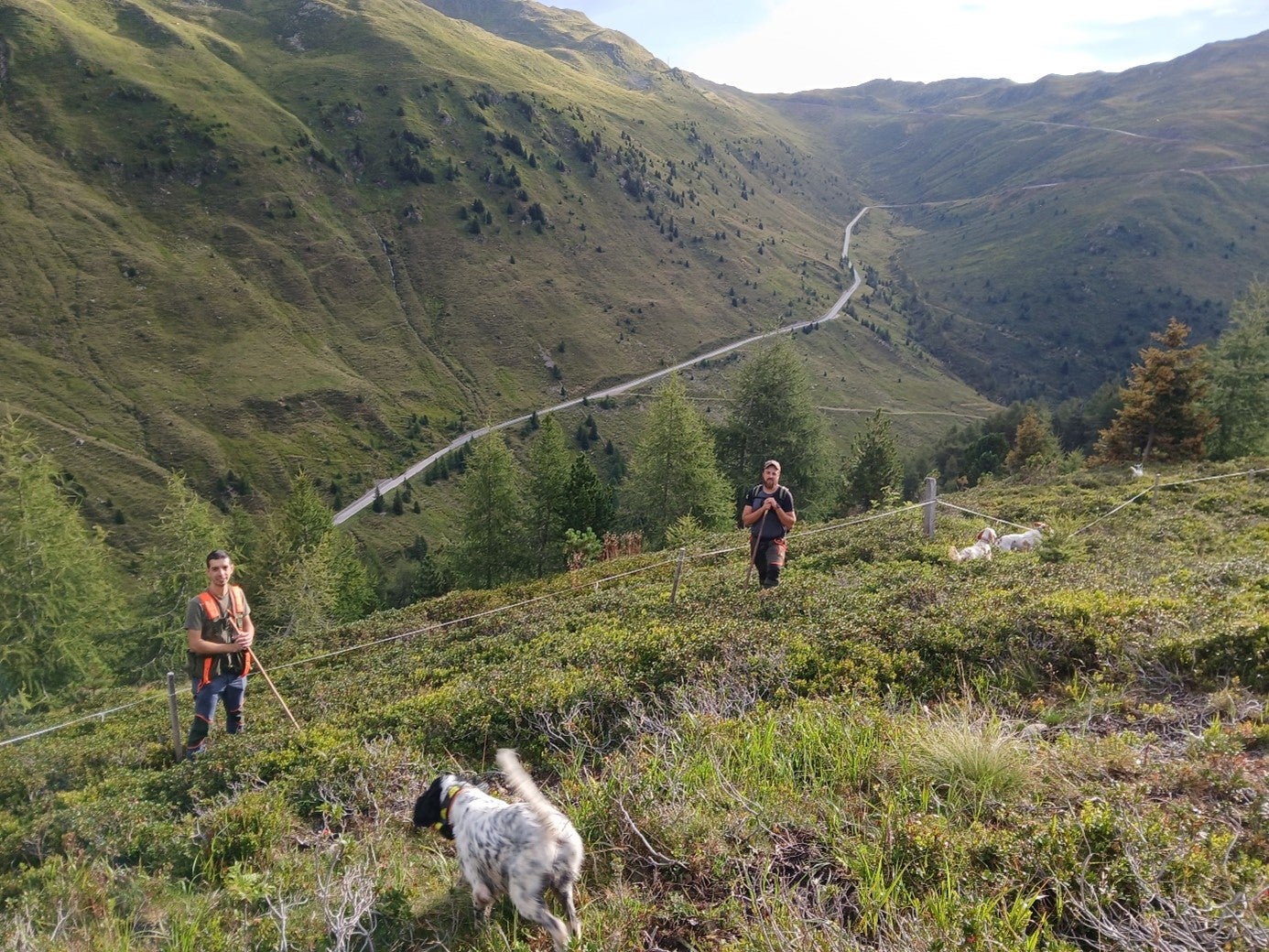 Le modifiche apportate nell'autunno del 2007 alla legge provinciale sulla caccia riguardavano, tra le altre cose, l’adeguamento alle direttive europee sul prelievo venatorio dei galliformi alpini, in base alle quali la caccia non deve mettere a rischio le popolazioni ma deve essere “sostenibile”. Nel 2008 è stato quindi avviato, da parte dell’Ufficio provinciale Caccia e pesca in collaborazione con l’Associazione cacciatori Alto Adige, un programma di monitoraggio annuale dei galliformi cacciabili. (Foto: USP/Ufficio provinciale Gestione fauna selvatica)