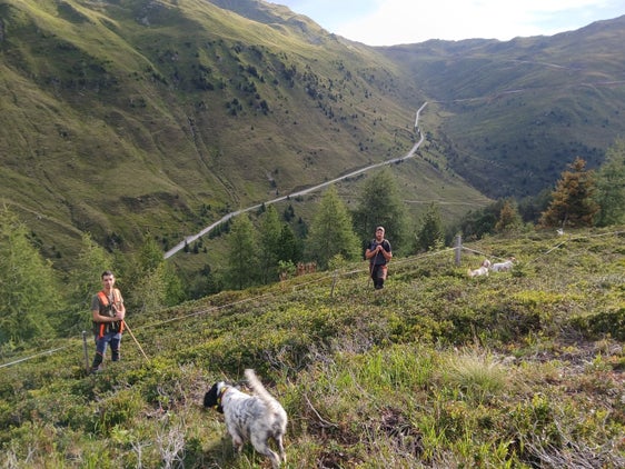 Le modifiche apportate nell'autunno del 2007 alla legge provinciale sulla caccia riguardavano, tra le altre cose, l’adeguamento alle direttive europee sul prelievo venatorio dei galliformi alpini, in base alle quali la caccia non deve mettere a rischio le popolazioni ma deve essere “sostenibile”. Nel 2008 è stato quindi avviato, da parte dell’Ufficio provinciale Caccia e pesca in collaborazione con l’Associazione cacciatori Alto Adige, un programma di monitoraggio annuale dei galliformi cacciabili. (Foto: USP/Ufficio provinciale Gestione fauna selvatica)