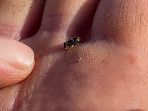 La massiccia moltiplicazione del bostrico porta all'indebolimento delle nostre foreste ed alla morte degli alberi. La Giunta ha stanziato ulteriori contributi per contrastare il bostrico (Foto: ASP/Ripartizione foreste)