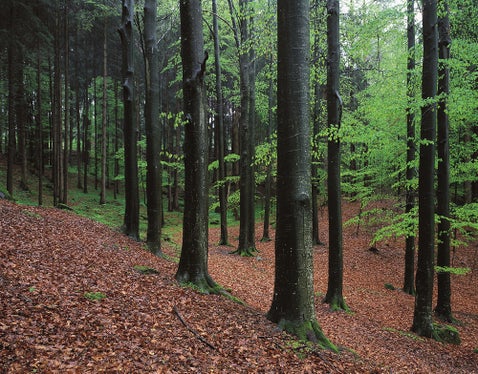 Besonderen Waldlebensräumen, wie dem Buchenwald, widmet sich eine Sonderausstellung im Naturparkhaus Drei Zinnen in Toblach. (Foto: LPA/Landesamt für Natur)