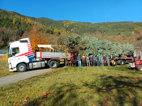 L'abbattimento e le operazioni di carico dell'albero di Natale per Piazza Walther a Bolzano sono stati eseguiti alla perfezione. (Foto: USP/Vivaio forestale di Aica/Markus Pfeifer)
