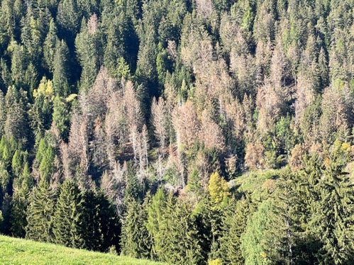 Der Herbst färbt den Wald bunt. Dieser Hang in Villnöß zeigt aber keine Herbstfärbung: Die Fichten sind vom Borkenkäfer befallen. (Foto: LPA/G.News)