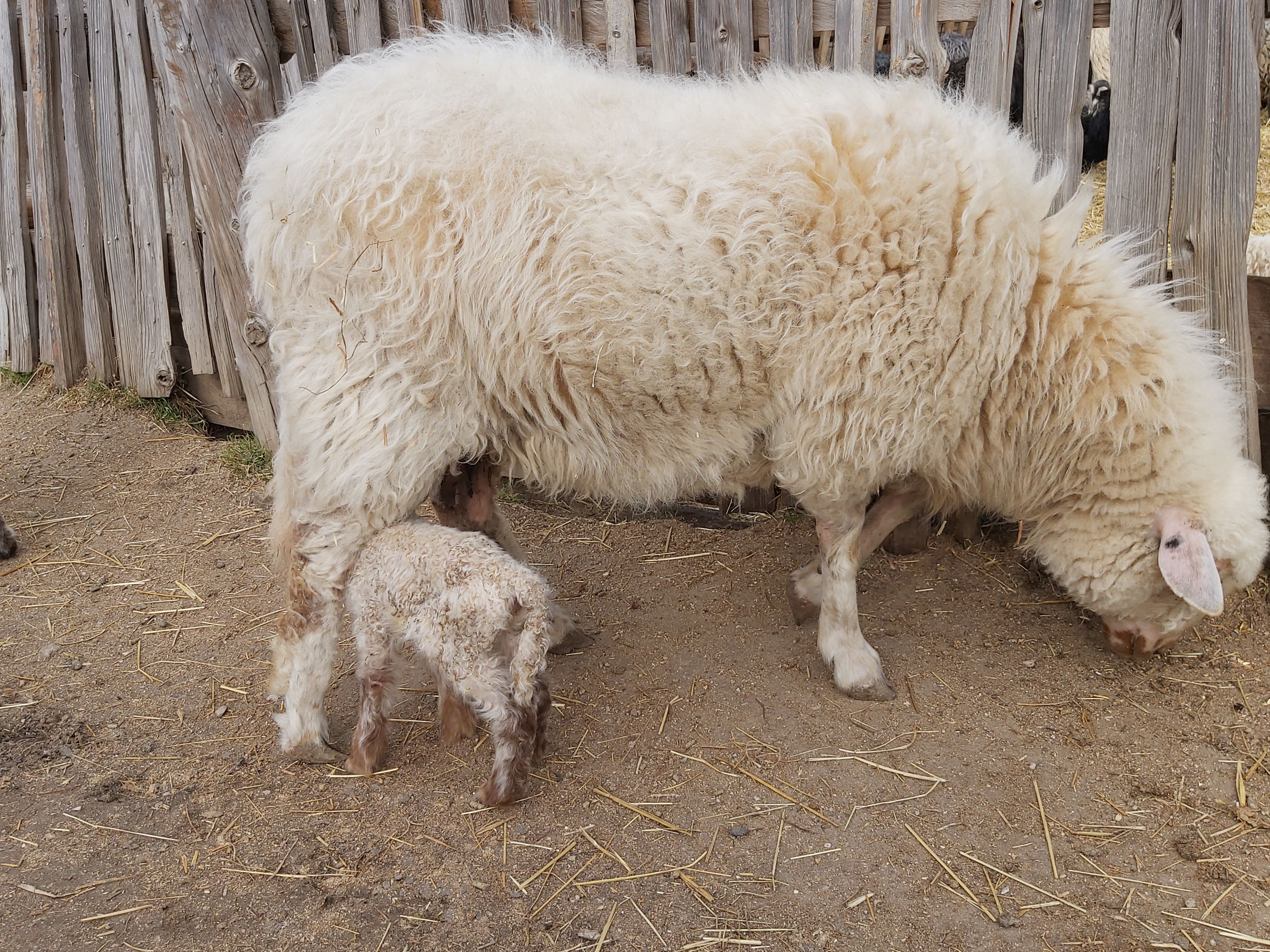 Südtirol ist aktuell frei von Blauzungenkrankheit bei Wiederkäuern. Der Landesveterinärdienst ruft zu größter Vorsicht auf. Rinder und Ziegen erkranken am Virus, erholen sich aber wieder, Schafe erliegen dieser Krankheit in den meisten Fällen. (Foto: LPA/uli)