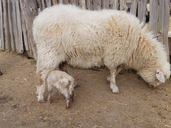Südtirol ist aktuell frei von Blauzungenkrankheit bei Wiederkäuern. Der Landesveterinärdienst ruft zu größter Vorsicht auf. Rinder und Ziegen erkranken am Virus, erholen sich aber wieder, Schafe erliegen dieser Krankheit in den meisten Fällen. (Foto: LPA/uli)
