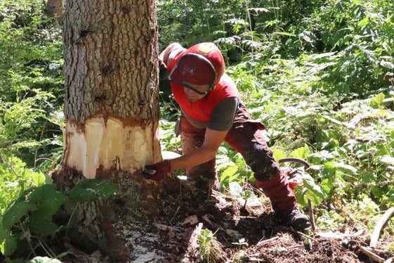 Vorbereitung auf die Baumfällung im Waldpädagogik-Seminar: Instruktor Christian Holzknecht von der Agentur Landesdomäne. (Foto: LPA/Maja Clara)