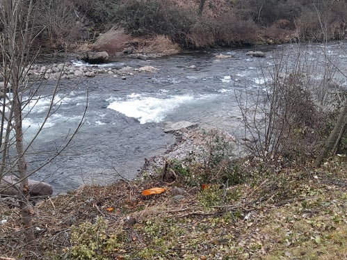 Durch den regelmäßigen Rückschnitt von zu großen oder morschen Pflanzen wird vermieden, dass diese in den Fluss stürzen und dadurch den Durchfluss behindern; derzeit ist die Wildbachverbauung damit am rechten Talferufer in Bozen oberhalb der Talferbrücke beschäftigt. (Foto: LPA/Maja Clara)