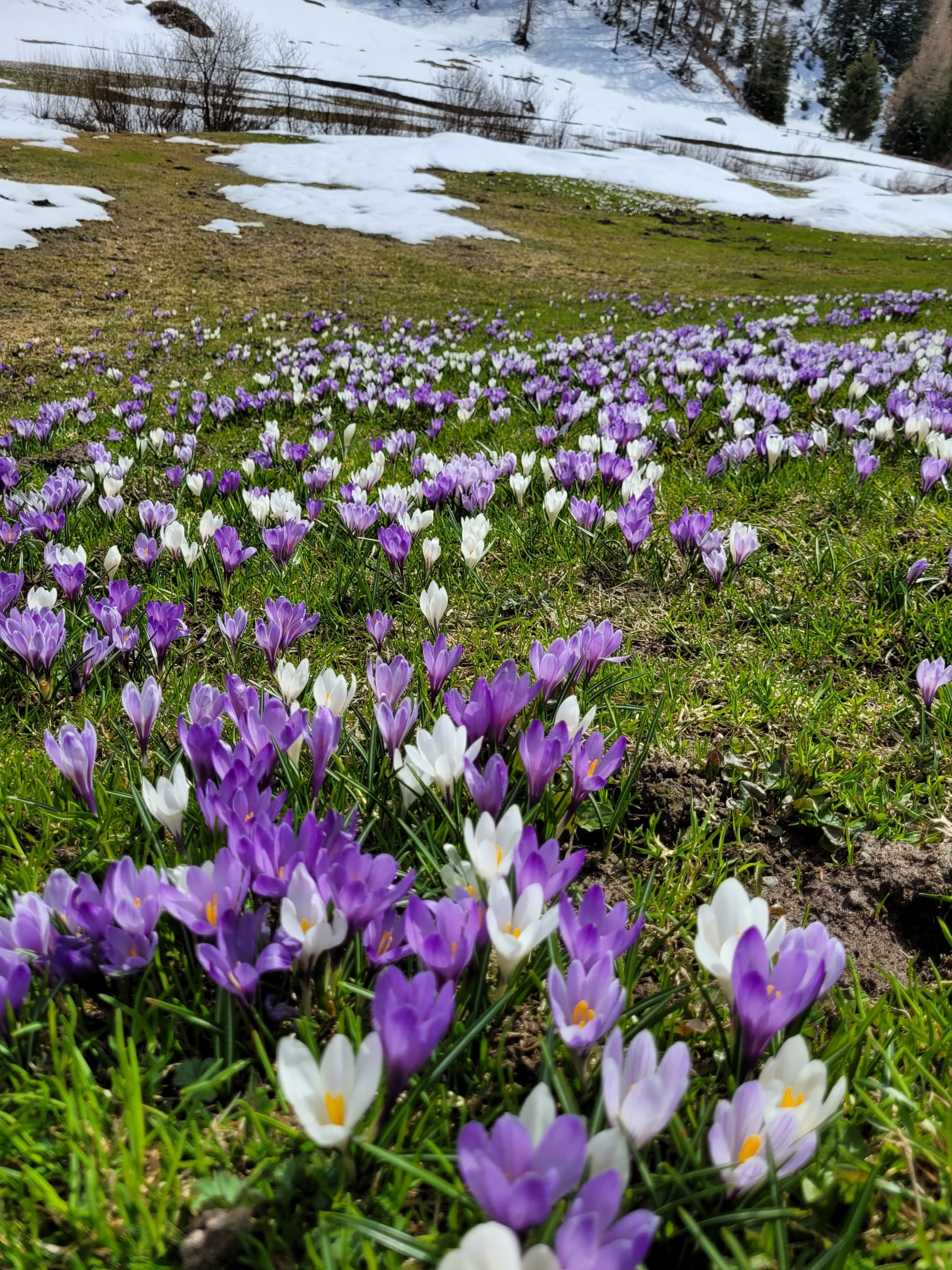 Risveglio di primavera. Così Lidwina Seeber ha titolato la sua immagine scattata vicino alla chiesetta di Santo Spirito a Casere, nel Comune di Predoi durante l'ultima settimana di aprile (Foto: ASP)