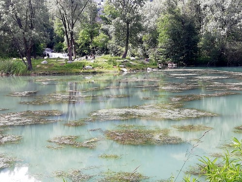 Aufgrund ihrer großen Anpassungsfähigkeit, ihres schnellen Wachstums und ihrer Vermehrung hat sich Elodea nuttallii in kurzer Zeit im gesamten Weiher ausgebreitet und die einheimischen Pflanzen verdrängt. (Foto: LPA/Landesagentur für Umwelt und Klimaschutz)