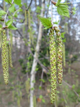 Le principali cause di allergia ai pollini sono dovute ai pollini delle graminacee e della betulla (Foto: Agenzia ambiente e tutela clima/Widmann)