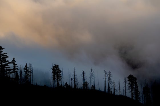 Per l’assenza di precipitazioni ed a causa del forte vento in alcune zone il rischio di incendi boschivi si presenta elevato (Foto: unsplash)